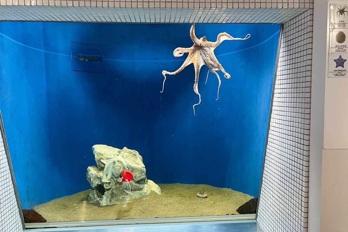 こちらのタコは #葛西臨海水族園 （@KasaiSuizokuen ）にいました。 私