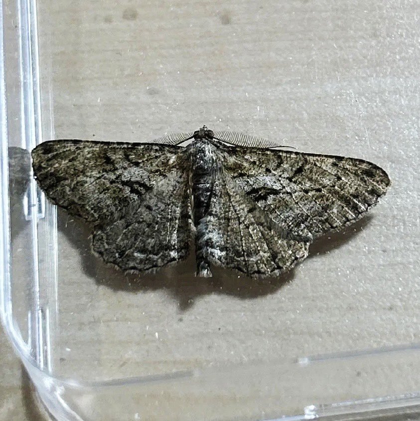 49 of 25 in the trap this morning. 7 new for the garden: Garden Grey, Mother of Pearl, Slender Pug, Bud Moth, Hawthorn Berry Moth, White-headed Mompha &amp; Black Arches