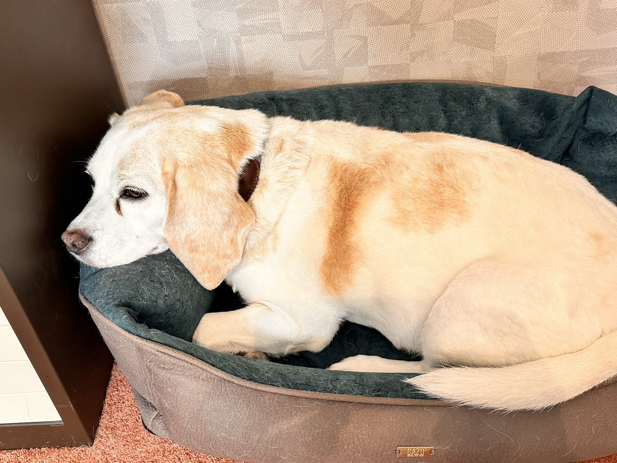 I’m in the <a href="/SevernDiamond/">Severn Diamond</a> office Saturday morning 🌅 fixing IT issues 🙄 it’s double time on Saturdays 💰 wis da boss <a href="/NicLaurens/">Nic Laurens</a>