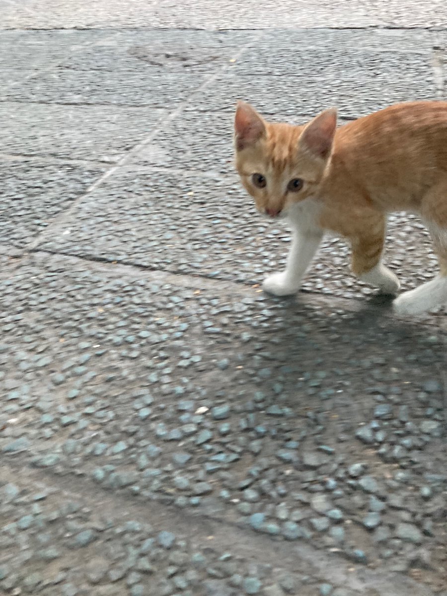 Samira93S's tweet image. Hello black $RICY 🤩
روزتون بخیر☀️
اختصاصی رایسی
@ricyofficial 
حمایت لطفااا❤️❤️❤️

$LINGO
@Lingocoins