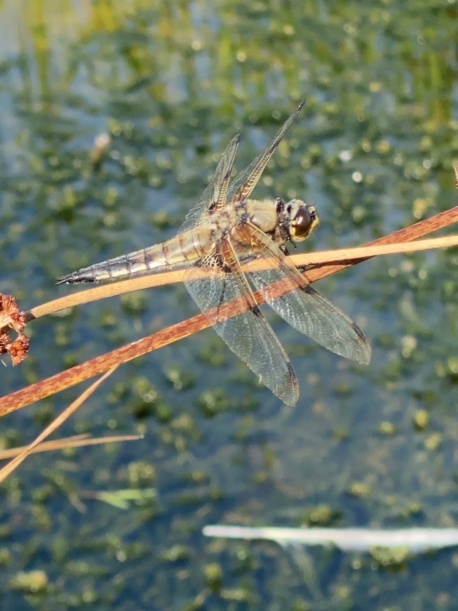 Morning all, beautiful warm day on our lovely Walney Island.  Pictures taken at Allotment Soup of a four spotted chaser dragonfly - amazing!!!