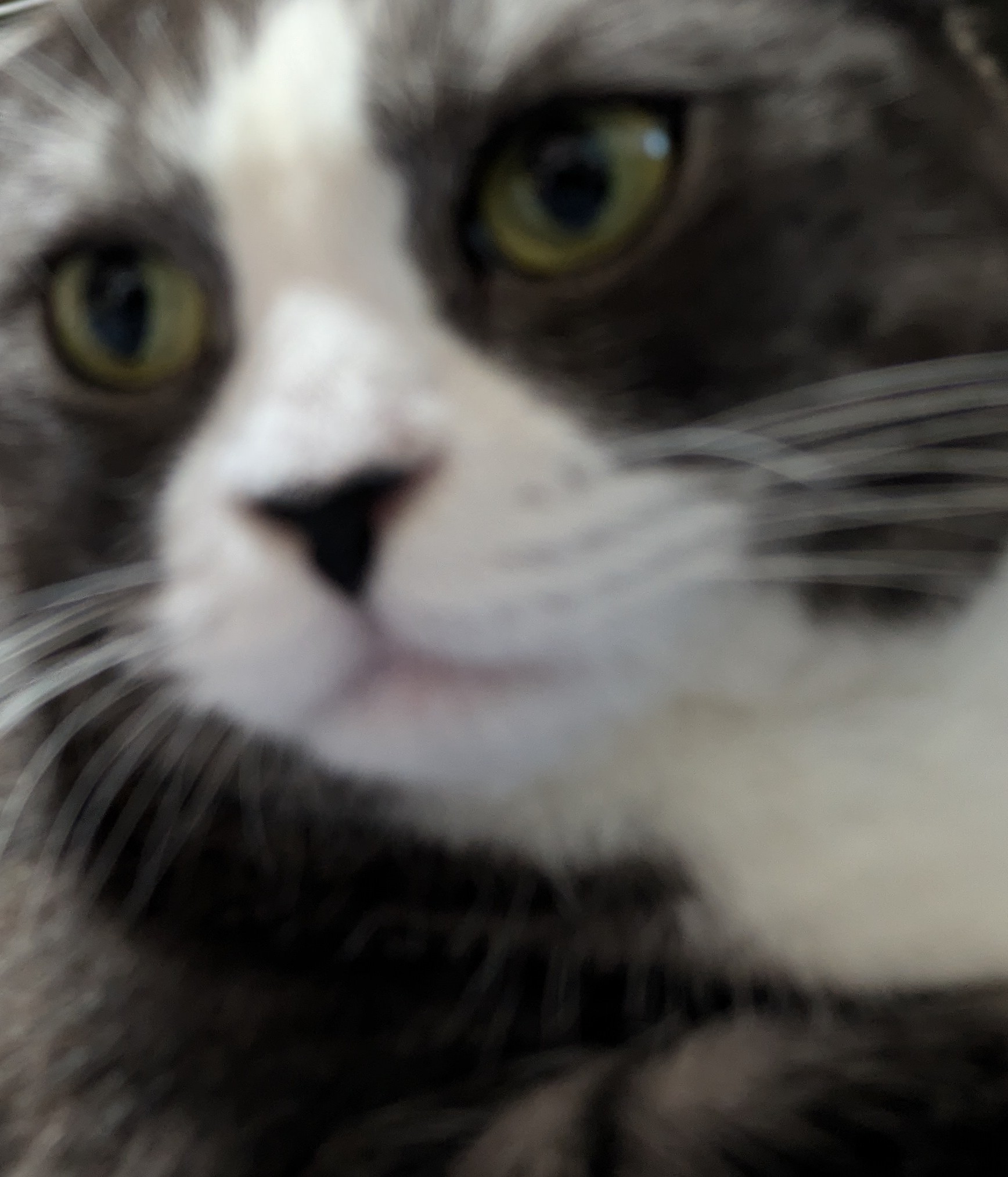 朔🐈断然猫派🪽✨ on X: 