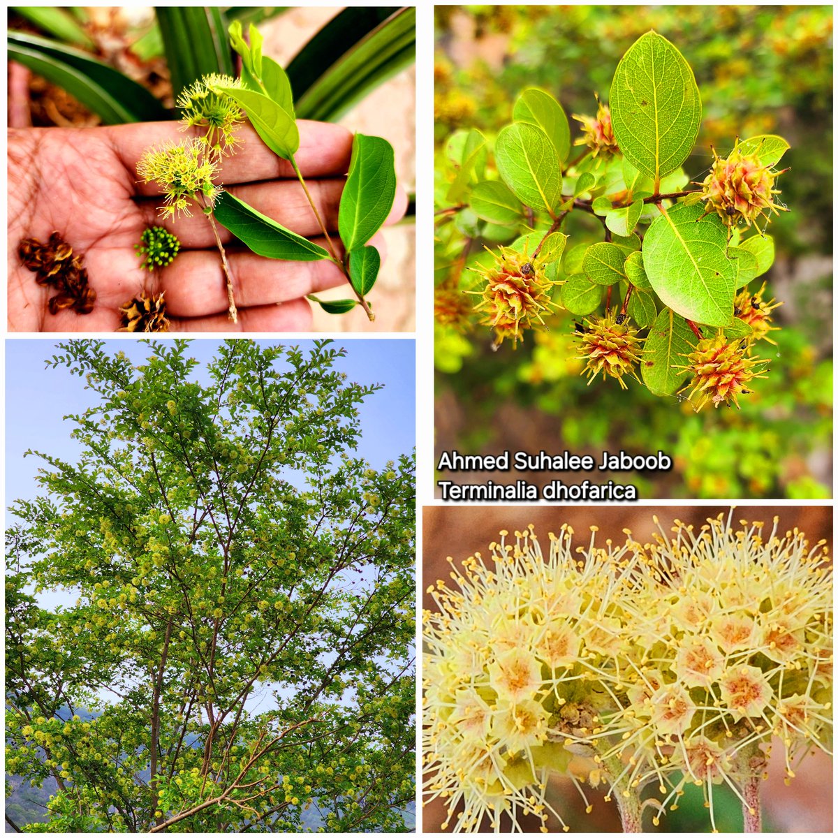jaboobahmed7's tweet photo. #Terminalia_dhofarica
سغوت محليا، السغوت الظفارية، شجرة معمرة مزهرة عاسلة رعوية عطرية الزهور، وطبية بإمتياز ، تشكل أكثر الغطاء النباتي في سلسلة جبال ظفار وتحظى بشهرة كبيرة لدى السكان، المحليون،هذا النوع عالميا يعيش في جنوب سلطنة عمان حسب توثيق في Kew بالمملكة المتحدة. #فلورا_عمان https://t.co/f7F75cztZD