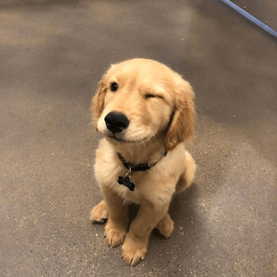 GOLDY tweet media