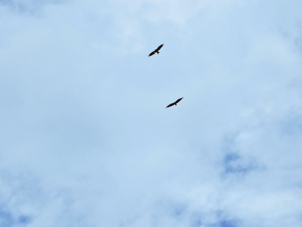 SachinAcharya's tweet image. 🦅🦅#birds #birdsofpray #birding #birdwatching #wildlife #NaturePhotography #photography #S23U @Snapdragon @SamsungMobile @SamsungMobileSA #withGalaxy #ShotOnSnapdragon @Wvisioncreation @Entroprox @Wildlife_Photo @CarlBovisNature @mybirdcards @kevinpramudya_ @PazyBirds @the_gpc_