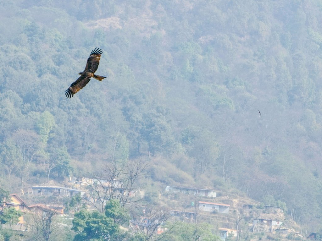 SachinAcharya's tweet image. 🦅🦅#birds #birdsofpray #birding #birdwatching #wildlife #NaturePhotography #photography #S23U @Snapdragon @SamsungMobile @SamsungMobileSA #withGalaxy #ShotOnSnapdragon @Wvisioncreation @Entroprox @Wildlife_Photo @CarlBovisNature @mybirdcards @kevinpramudya_ @PazyBirds @the_gpc_