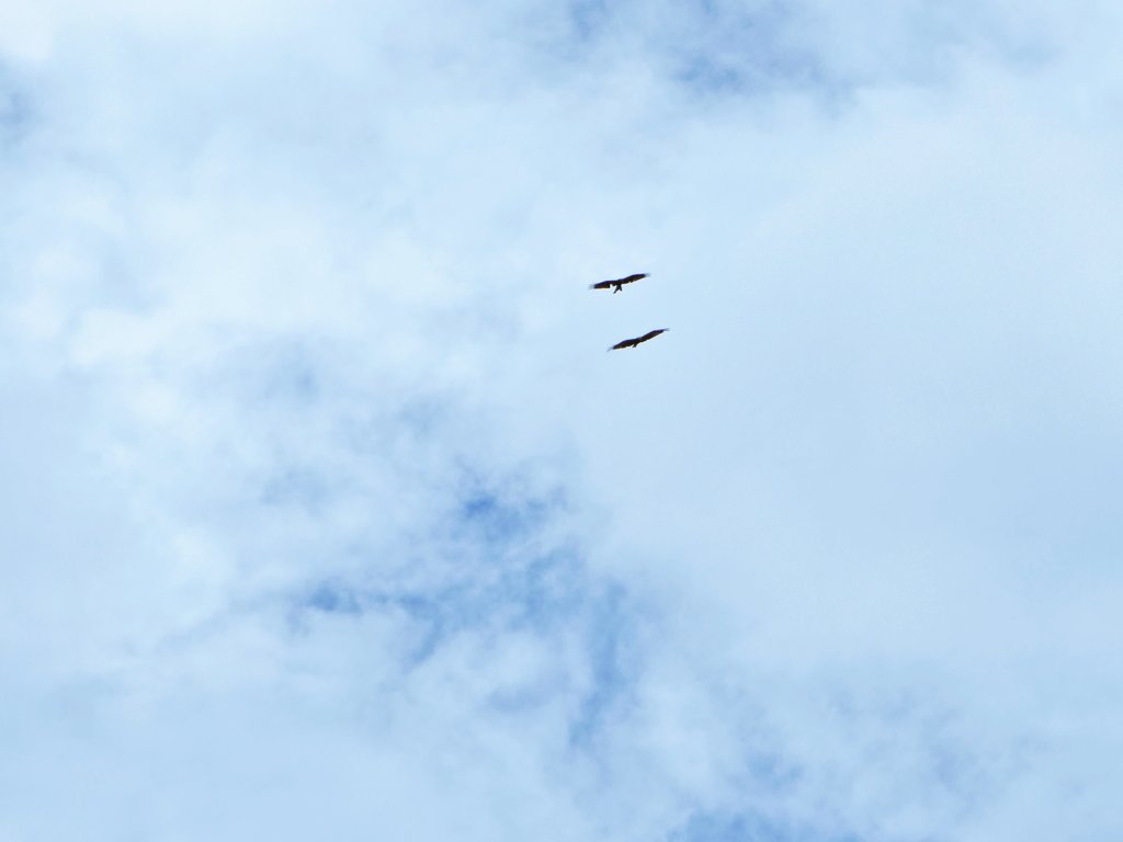 SachinAcharya's tweet image. 🦅🦅#birds #birdsofpray #birding #birdwatching #wildlife #NaturePhotography #photography #S23U @Snapdragon @SamsungMobile @SamsungMobileSA #withGalaxy #ShotOnSnapdragon @Wvisioncreation @Entroprox @Wildlife_Photo @CarlBovisNature @mybirdcards @kevinpramudya_ @PazyBirds @the_gpc_