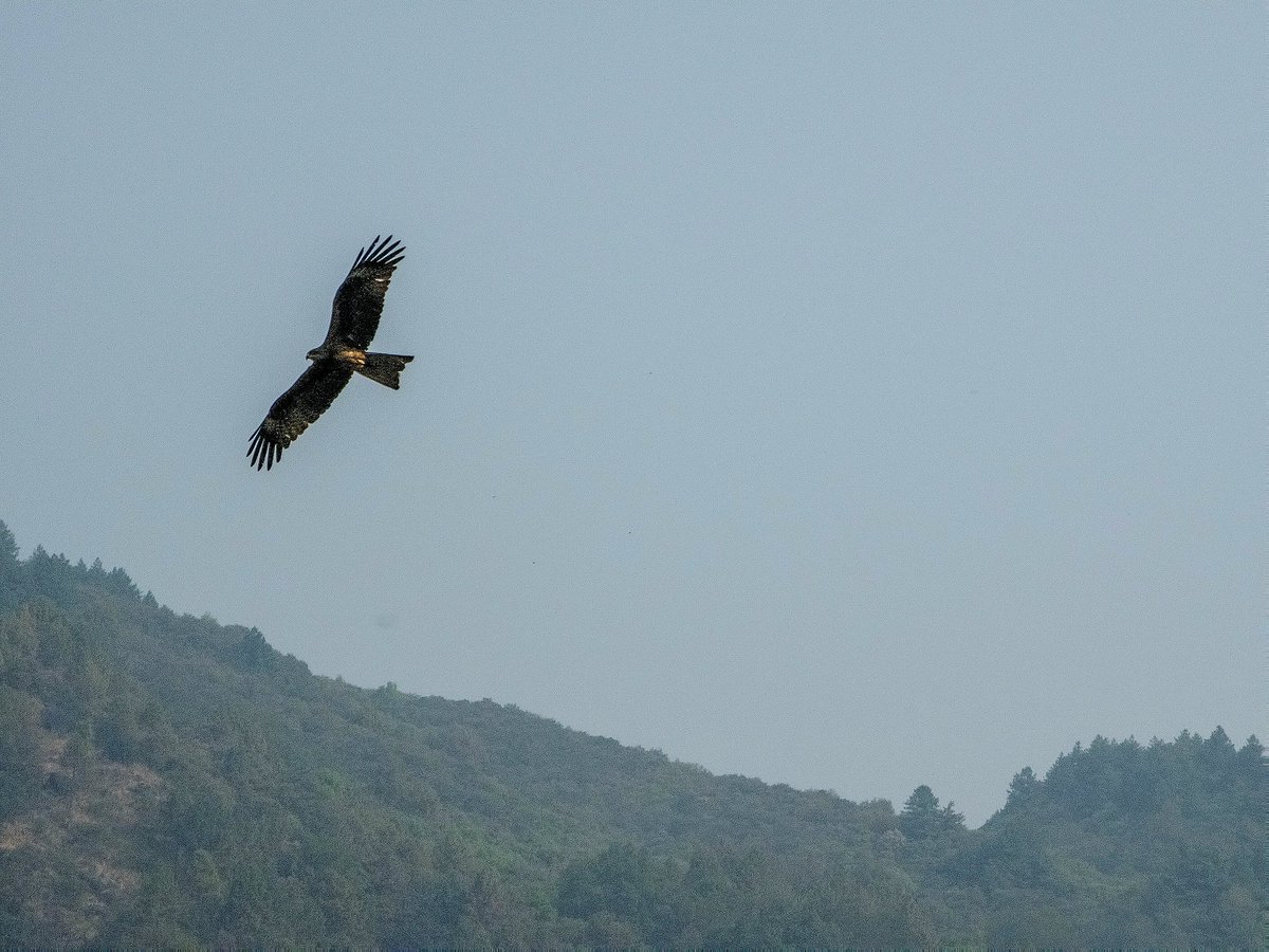 SachinAcharya's tweet image. 🦅🦅#birds #birdsofpray #birding #birdwatching #wildlife #NaturePhotography #photography #S23U @Snapdragon @SamsungMobile @SamsungMobileSA #withGalaxy #ShotOnSnapdragon @Wvisioncreation @Entroprox @Wildlife_Photo @CarlBovisNature @mybirdcards @kevinpramudya_ @PazyBirds @the_gpc_