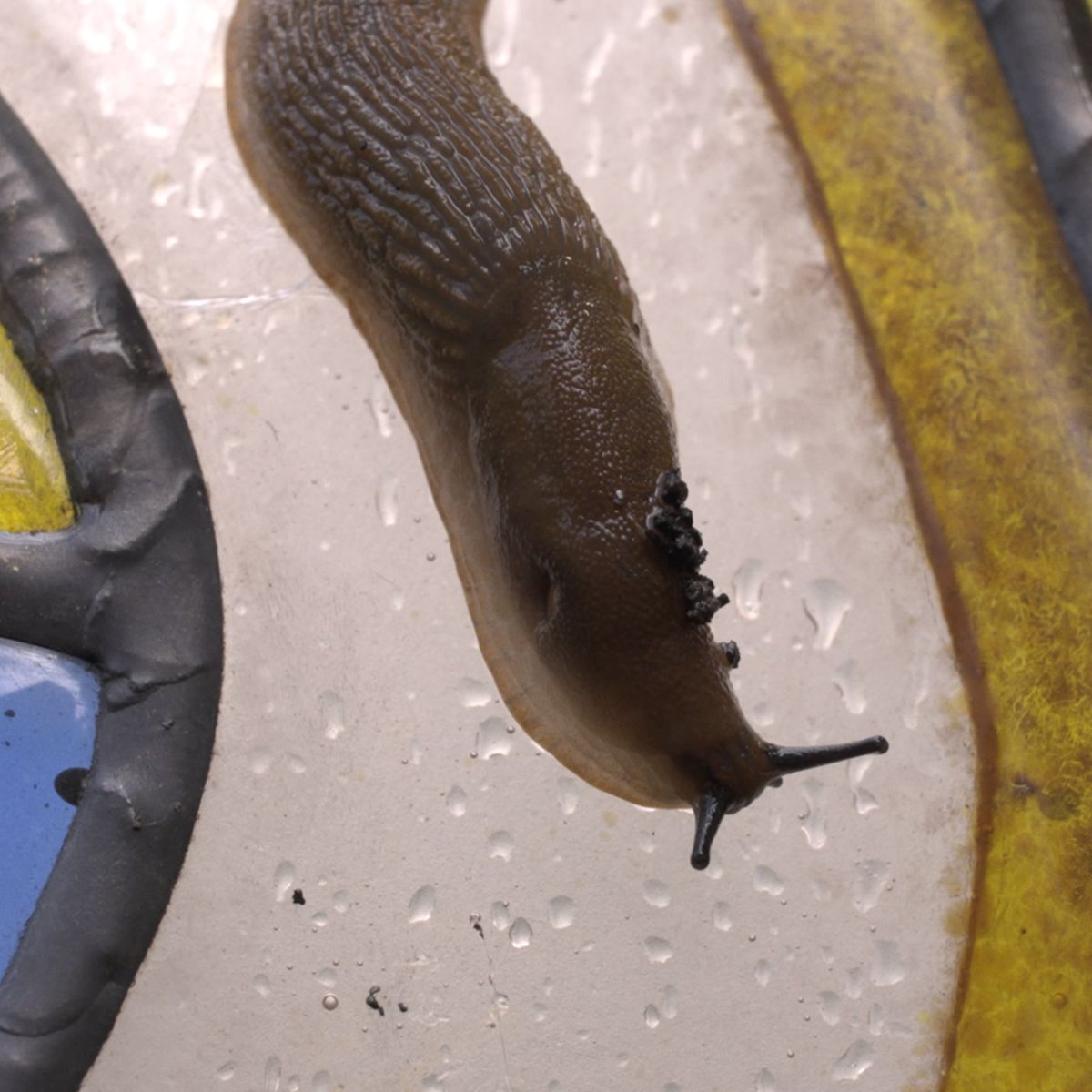 Chapter Gallery tweet media