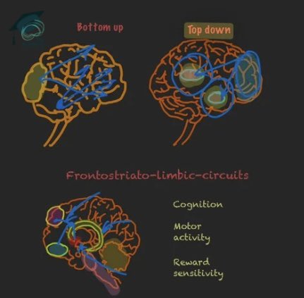 sanilrege's tweet photo. The Rise in ADHD Diagnoses - A Neurobiological ( and analytical) Understanding 🚀🧠

👉For decades, the focus in psychiatry was on subcortical and limbic domains, leading to an exploration and a focus on diagnoses like bipolar disorder, ‘neuroses’, schizophrenia etc.

🧠The current trend of ADHD is a reflection of the recognition of the role of frontostriatal circuits in modulating limbic areas. This has shifted our understanding, reflected in the ADHD label. 

This shift is the move towards Top-Down Modulation ✅

ADHD can be a conceptualised as a label that showcases this collective recognition. 

This evolution is akin to psychodynamics, where the unconscious (subcortical) is raised to the conscious (cognitive dimensions) for change. 

However, the importance of cognition is not unique to ADHD - it’s in focus in depression (cognitive biotype) and schizophrenia (D1 receptor ( PFC dominant)  modulation vs. D2) - this has gone unrecognised or is underplayed yet is underpinned by a focus on cognition 

👉Cognition is not just memory and not just executive function either. 

It involves top down modulation and finer functions such as impulse control, emotional regulation, cognitive-affective appraisal etc. ✅

The key is that in treatment it can't be one or the other; as the frontostriatolimbic systems are connected. 

i.e cognitive at the expense of the affective or vice versa misses the interconnected nature of key functions - the harms arise from favoring or focussing on one over the other. ❌

IMO, By combining both perspectives, clinical outcomes improve.✅