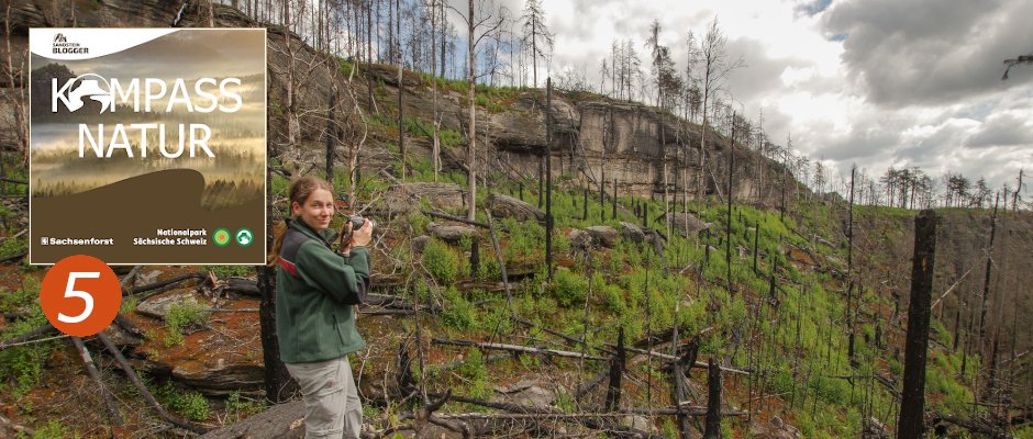 draussenzeit's tweet photo. Allmählich verschwinden in der Sächsischen Schweiz die Spuren des großen Waldbrands vom Sommer 2022 – die Natur kehrt zurück. Und manches, was nachkommt, gab´s hier noch nie. Teil 5 der Serie #KompassNatur ist online.👉Aus der Asche - https://t.co/ae4XKxavFS https://t.co/eCYTW8aWYb