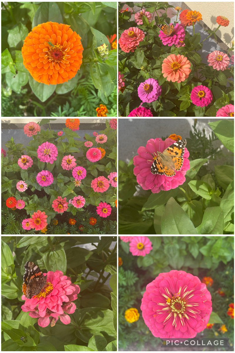 In the world of zinnias again 🦋 #SixOnSaturday