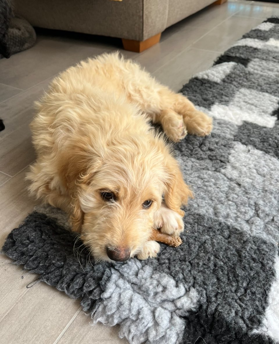 chris230470's tweet photo. This is George, he’ll be 12 weeks only on Wednesday and he’s our last little boy.

https://t.co/QMBMaTjpg0 https://t.co/mKkjApRPbe