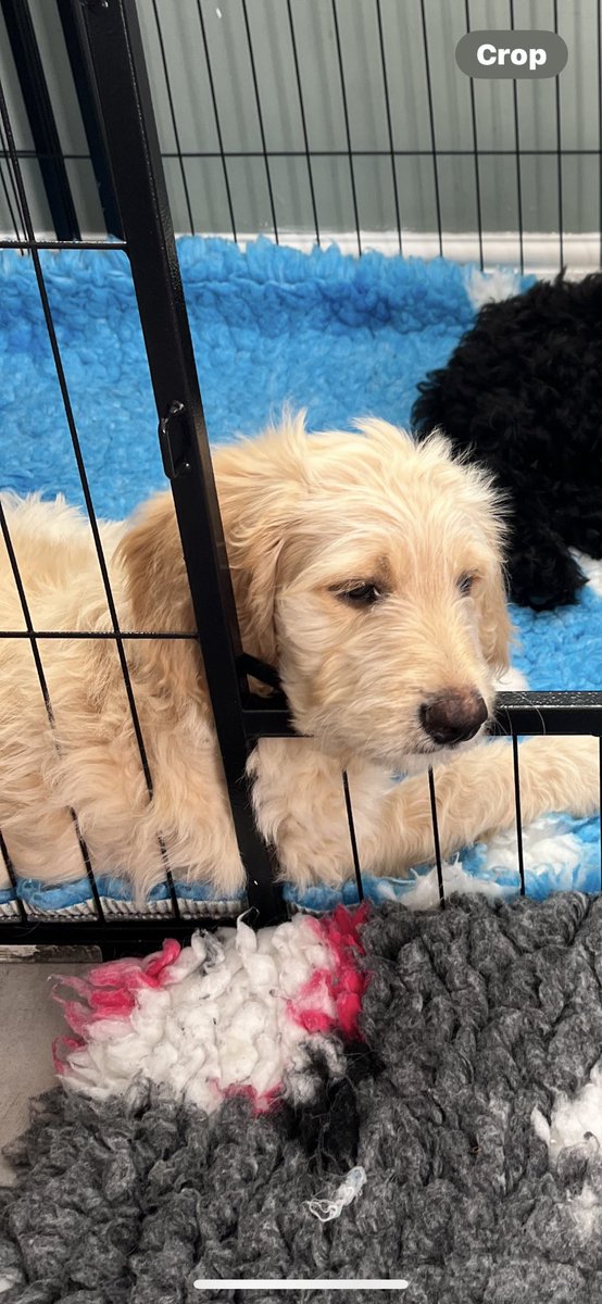chris230470's tweet photo. This is George, he’ll be 12 weeks only on Wednesday and he’s our last little boy.

https://t.co/QMBMaTjpg0 https://t.co/mKkjApRPbe