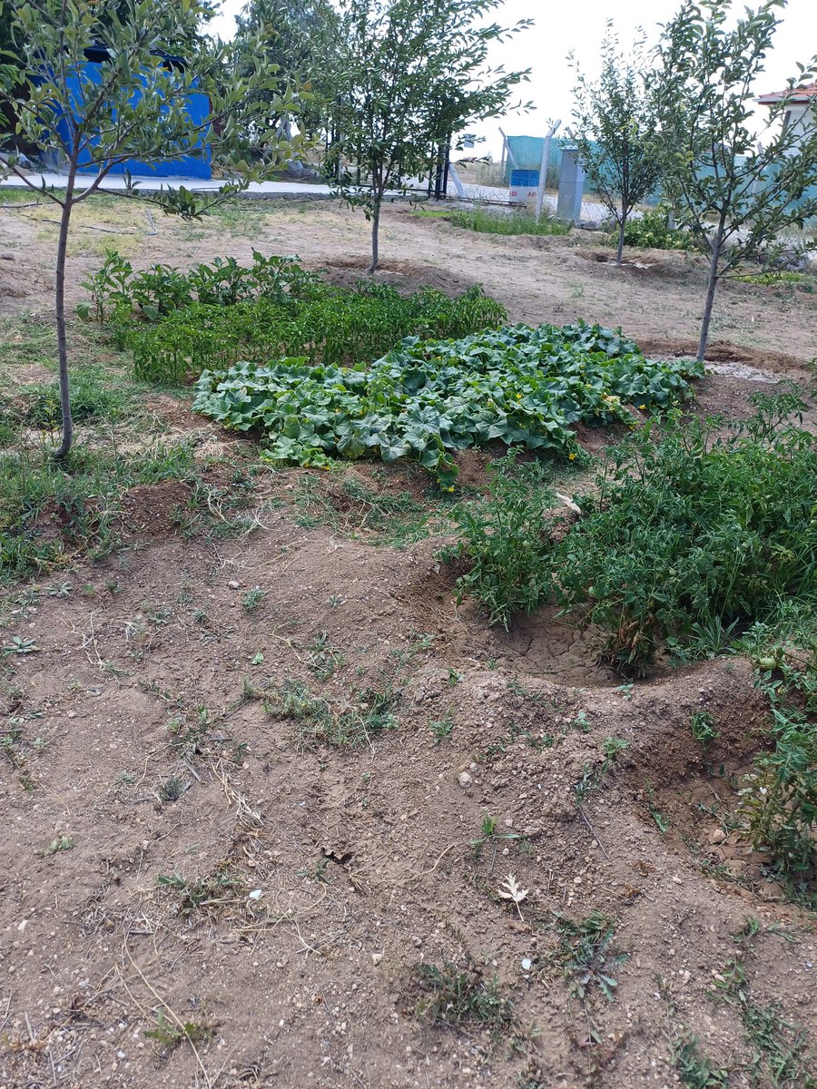 admkmn0640's tweet photo. Bahçemden... https://t.co/houg50laeJ