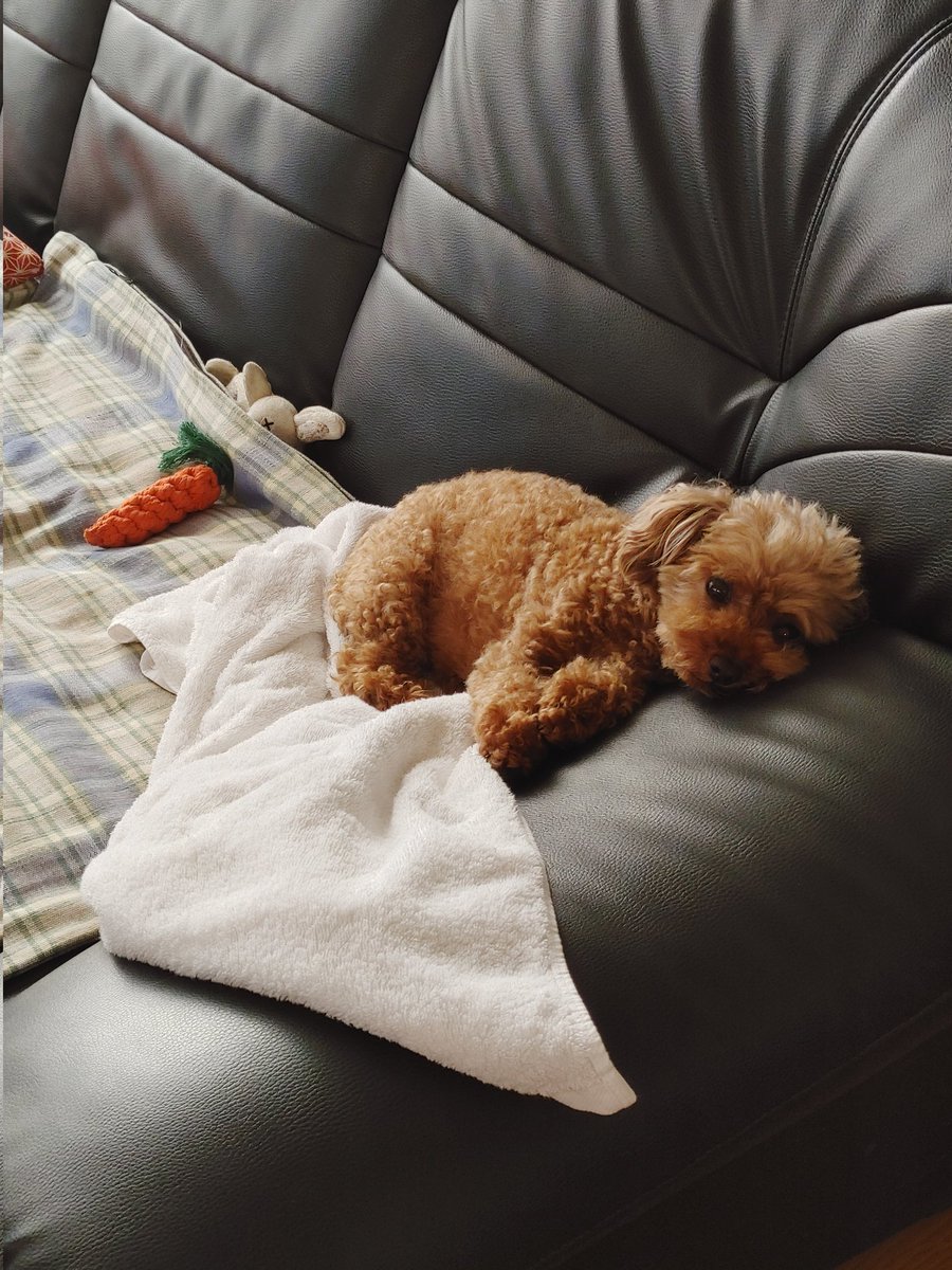 bunta_tae's tweet photo. 悩みに悩み、約5年ぶりに🐶との生活を始めました😊
出産卒業犬のハッピーです🎶
バタバタしたり、心配したり···最近は本を読んでも落ち着きません😆 https://t.co/uRE5ZWmS37