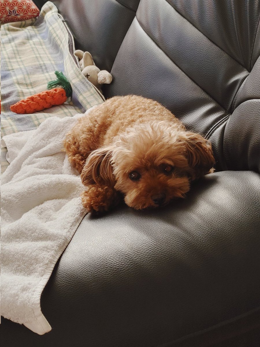bunta_tae's tweet photo. 悩みに悩み、約5年ぶりに🐶との生活を始めました😊
出産卒業犬のハッピーです🎶
バタバタしたり、心配したり···最近は本を読んでも落ち着きません😆 https://t.co/uRE5ZWmS37