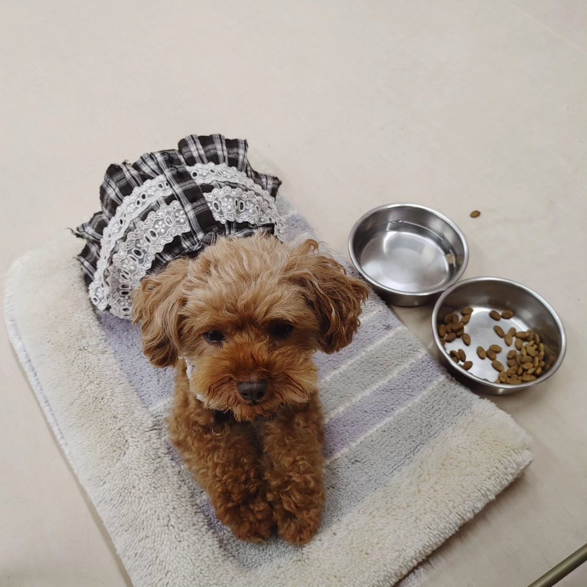 bunta_tae's tweet photo. 悩みに悩み、約5年ぶりに🐶との生活を始めました😊
出産卒業犬のハッピーです🎶
バタバタしたり、心配したり···最近は本を読んでも落ち着きません😆 https://t.co/uRE5ZWmS37