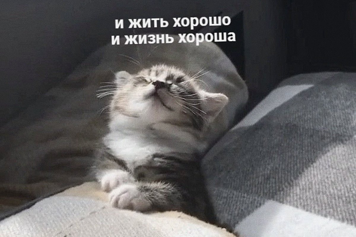 freedom𝜗𝜚 tweet media