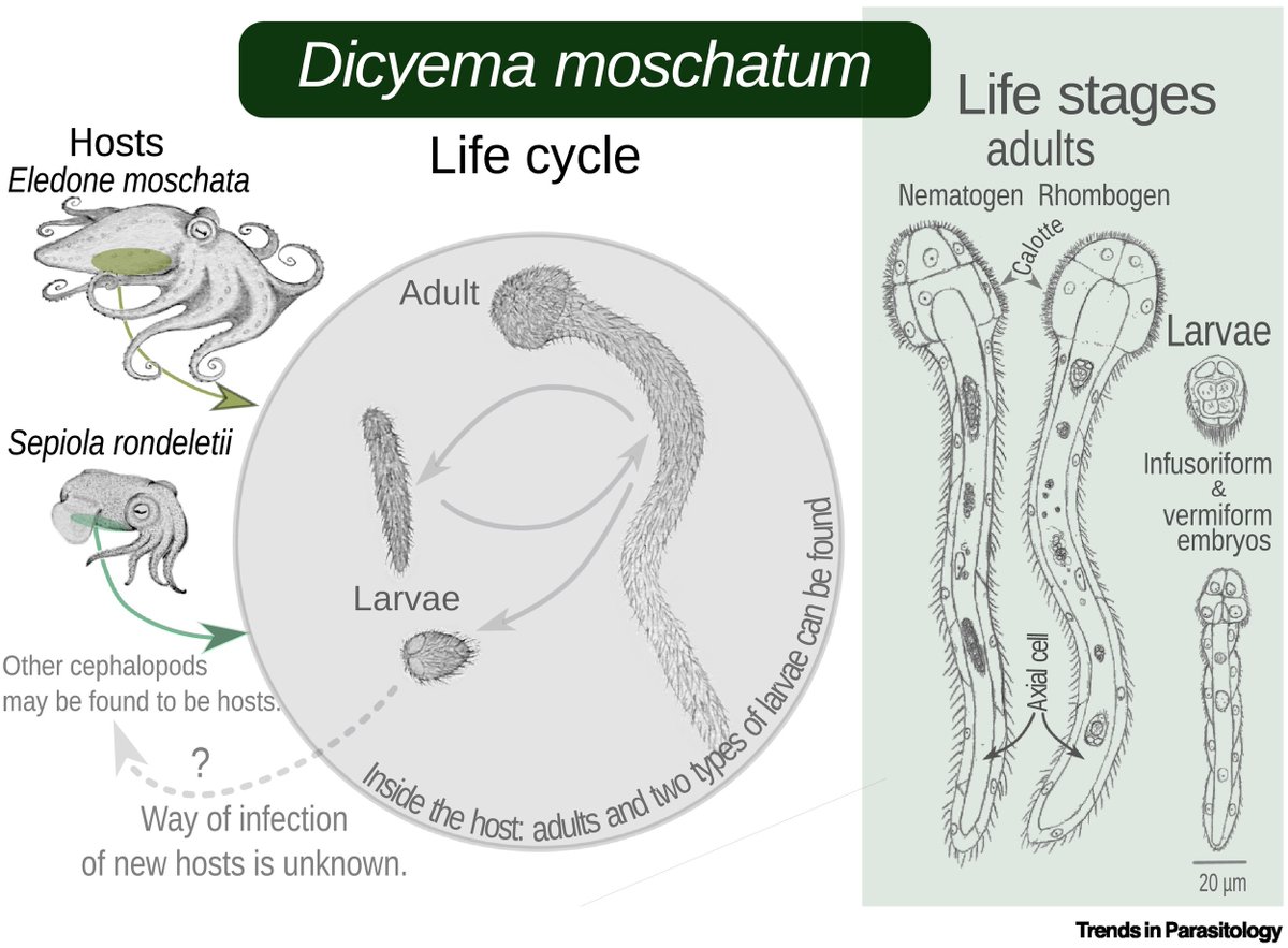 TrendsParasitol's tweet photo. New Parasite of the Month: #Dicyema #moschatum, a #dicyemid parasite in the #renal organs of #cephalopods in the #Mediterranean Sea, authored by @ManjaKraus & @jstefka. #Octopus #Eledone #moschata #Squid #Sepiola #rondeletii @BiologyCentre
https://t.co/gKfP40HodI https://t.co/leeSqHKQnu