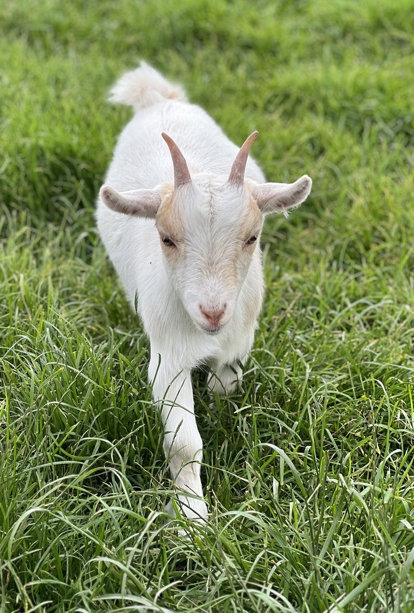 Best foot forward from one of our cute little kids.   They are all enjoying the lovely summer grass.