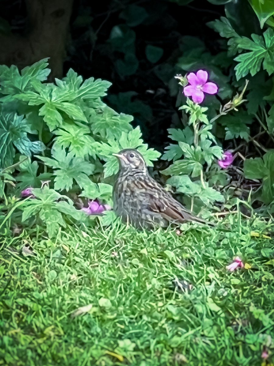 Morning coffee with the Dunnock