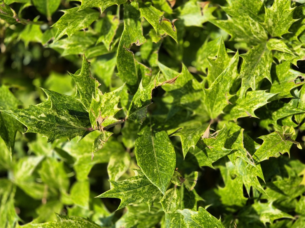 WSchmeink's tweet image. #Osmanthus hat als immergrünes #Gehölz, den #Buchsbaum ersetzt.  #Garten
