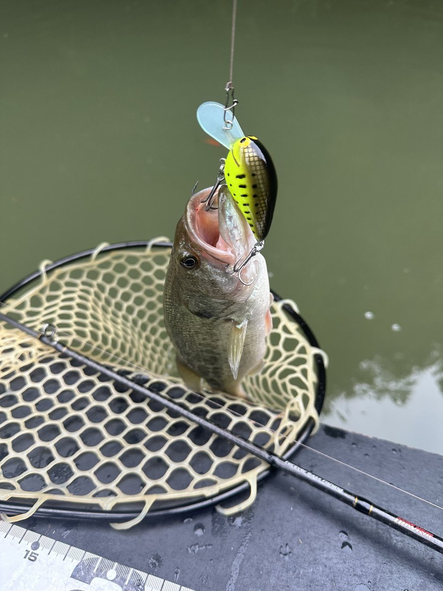 morishan's tweet photo. 昨日届いたcooperを早速開封の儀。
そしてキャッチ。

良いカラーでカワイイ。

#briskylures  
#finelures
#オリカラ
#増水満水濁りの梅雨
#フローター
#バス釣り https://t.co/hTRAwAZWiK