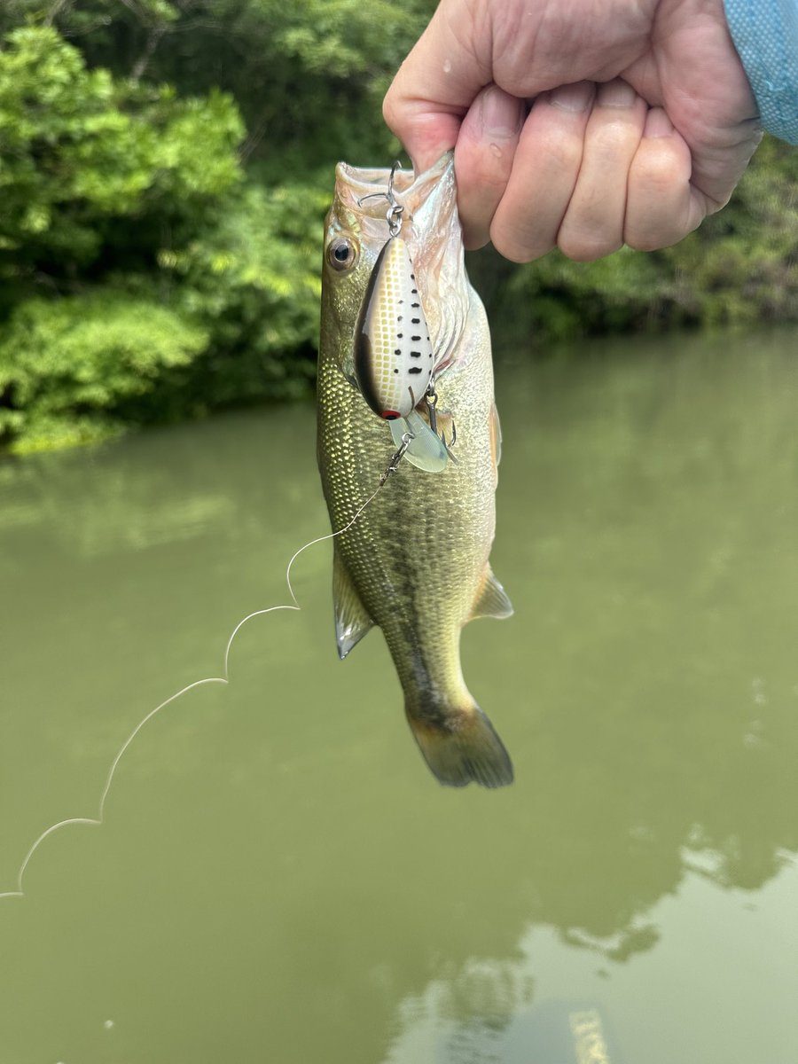morishan's tweet photo. 昨日届いたcooperを早速開封の儀。
そしてキャッチ。

良いカラーでカワイイ。

#briskylures  
#finelures
#オリカラ
#増水満水濁りの梅雨
#フローター
#バス釣り https://t.co/hTRAwAZWiK