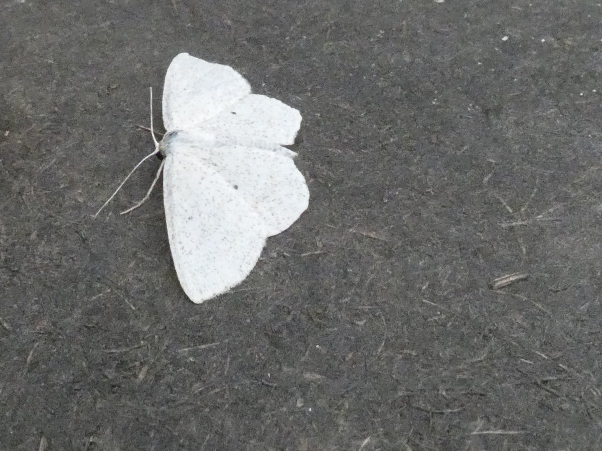 AlanCripps1's tweet photo. Couple from last night I'm not sure on @MOTHIDUK thanks in advance. https://t.co/zJpoiHSY2i