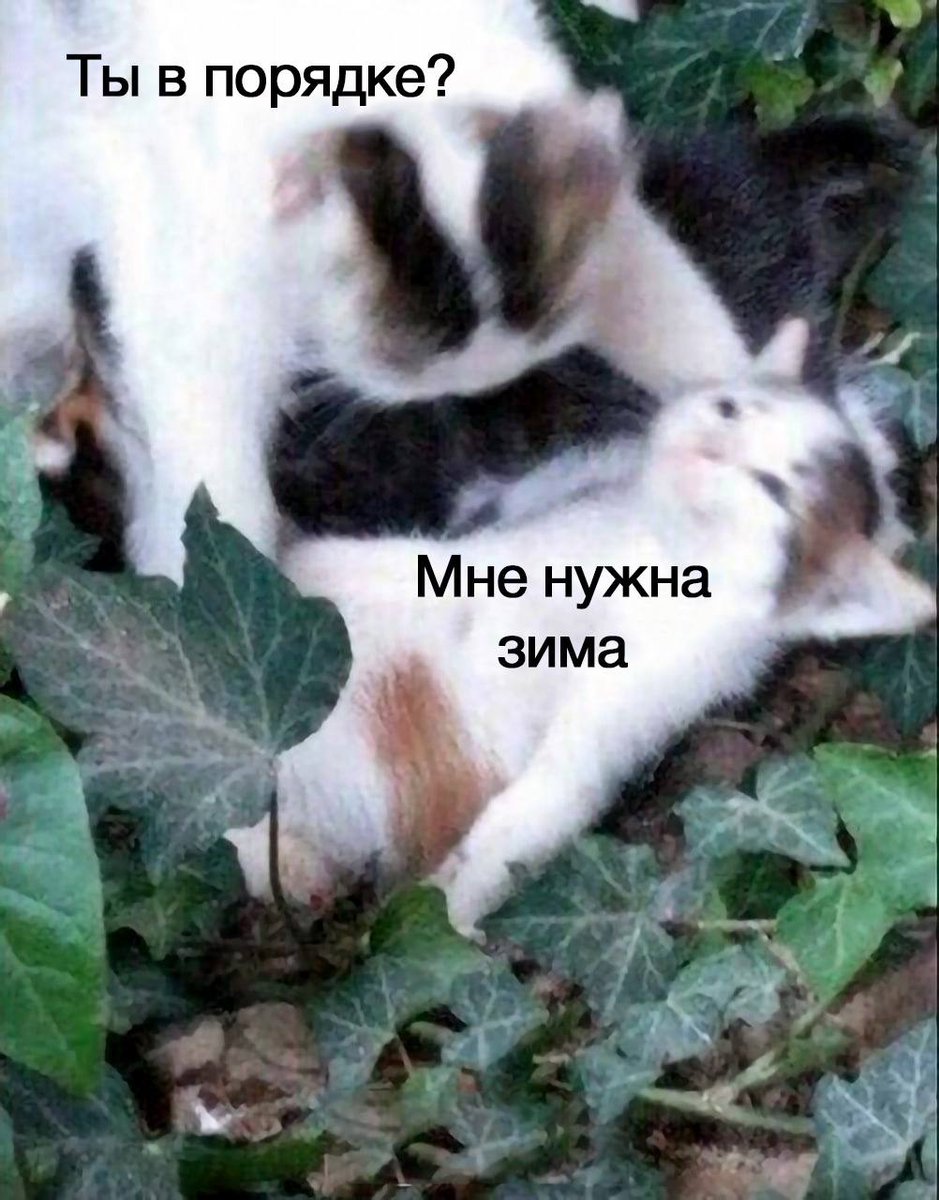RussianMemesLtd's tweet photo. are you okay?

I need winter to come https://t.co/aq69SPSP0s