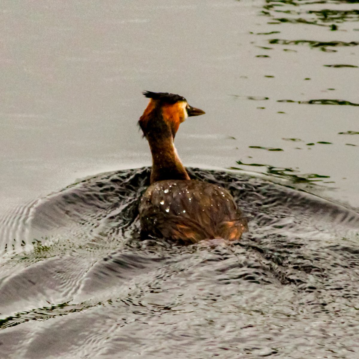 dinobreezy's tweet photo. Good morning everyone ☕️ Have a great Saturday/weekend like these Great Crested Grebes in Dutch 🇳🇱 Fuuten
#CrestedGrebe #fuut #GoodMorningX #weekend #SaturdayMotivation #summertime #photography https://t.co/F1fiuiExj8