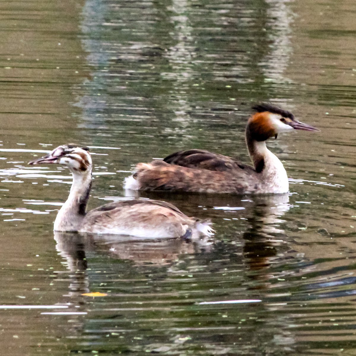 dinobreezy's tweet photo. Good morning everyone ☕️ Have a great Saturday/weekend like these Great Crested Grebes in Dutch 🇳🇱 Fuuten
#CrestedGrebe #fuut #GoodMorningX #weekend #SaturdayMotivation #summertime #photography https://t.co/F1fiuiExj8