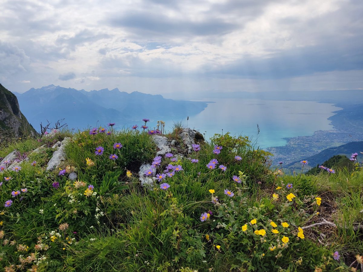 European Congress of the #IUSSI in Lausanne, Switzerland 🇨🇭 with more than 150 interesting talks about #ants, #bees, #termites, and other unconventional social insects. And of course, a lovely trip to the Alps!  @MIiZ_PAS