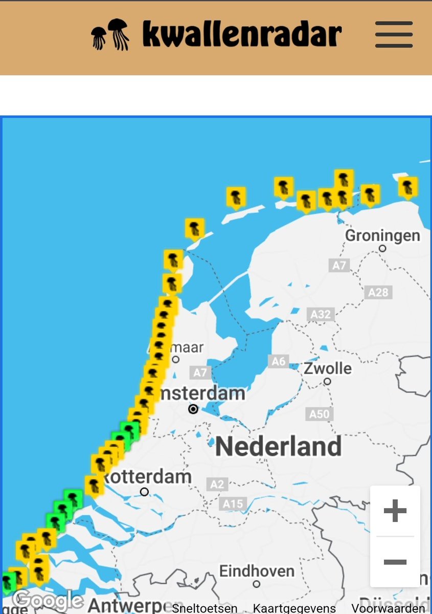 kwallenradar's tweet photo. Ook vandaag veel #kwallen op het #strand https://t.co/zFytZQB3IF