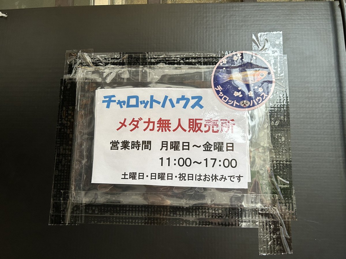 charottohouse's tweet photo. メダカ無人販売始めました！
東京都国分寺市東恋ヶ窪3-31-5

ぜひ立ち寄ってみて下さい😊

#メダカ
#めだか
#改良メダカ
#無人販売
#国分寺市 https://t.co/hxSvh8Dcna