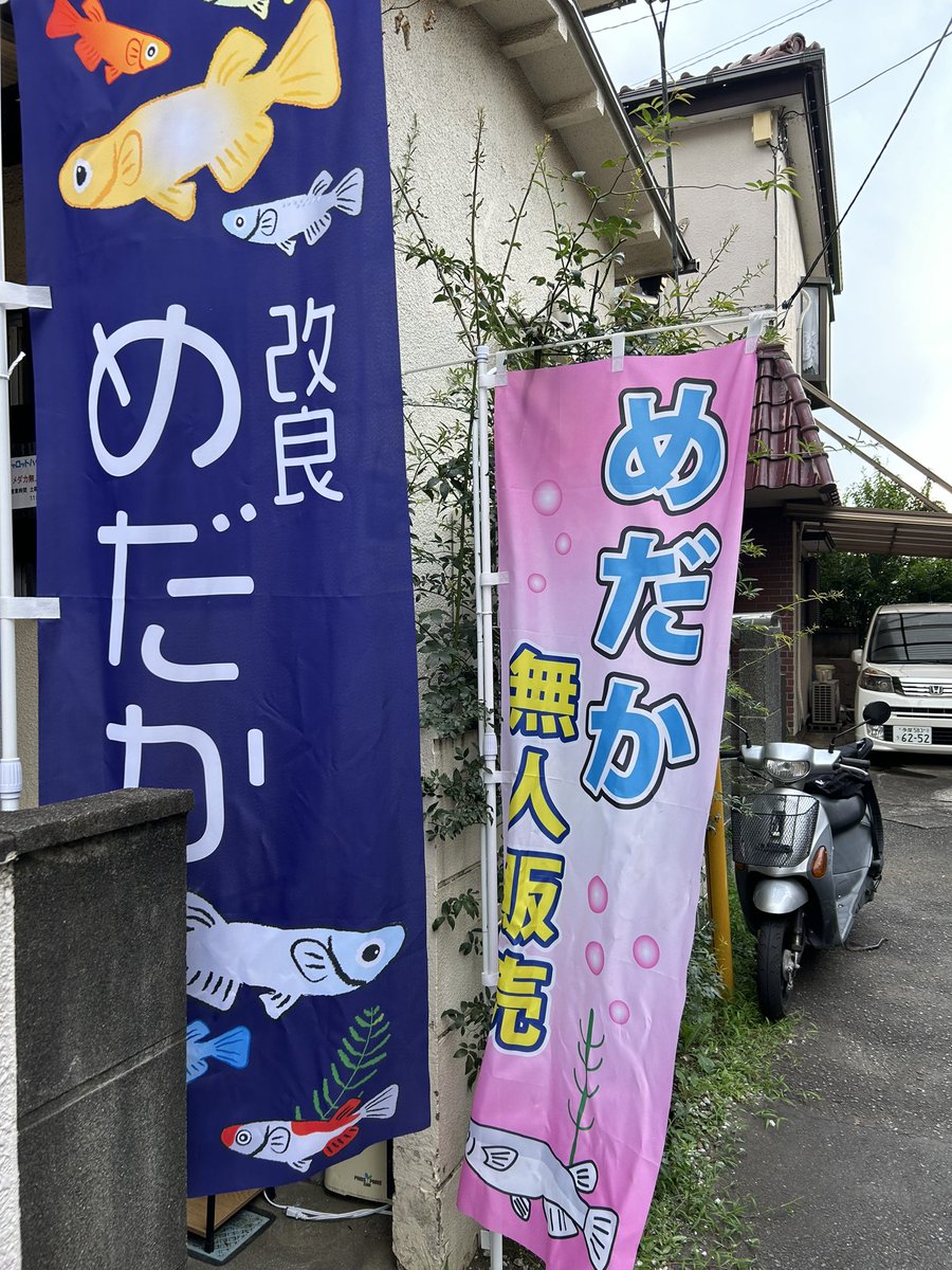 charottohouse's tweet photo. メダカ無人販売始めました！
東京都国分寺市東恋ヶ窪3-31-5

ぜひ立ち寄ってみて下さい😊

#メダカ
#めだか
#改良メダカ
#無人販売
#国分寺市 https://t.co/hxSvh8Dcna