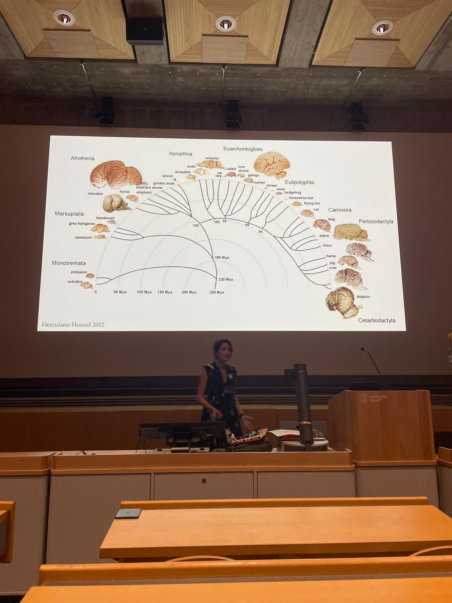 Maria Lagakos (@m_lagakos) on Twitter photo Had such an exciting week as a volunteer & poster presenter at my 1st ever conference, @ecbb2024!🐒
I presented the Ape Research Index project's preliminary results & its future impacts on ape cognitive research.
Thank you to my lovely supervisors <a href="/ForssSofia/">sofia forss</a> & <a href="/elisa_bandini/">Elisa Bandini</a> Had such an exciting week as a volunteer & poster presenter at my 1st ever conference, @ecbb2024!🐒
I presented the Ape Research Index project's preliminary results & its future impacts on ape cognitive research.
Thank you to my lovely supervisors <a href="/ForssSofia/">sofia forss</a> & <a href="/elisa_bandini/">Elisa Bandini</a>