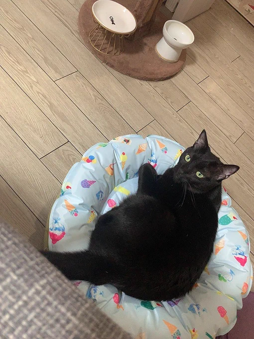 新しい夏用のベッドだよー使ってみてね〜って隣に置いてみたところ、こんな感じに 