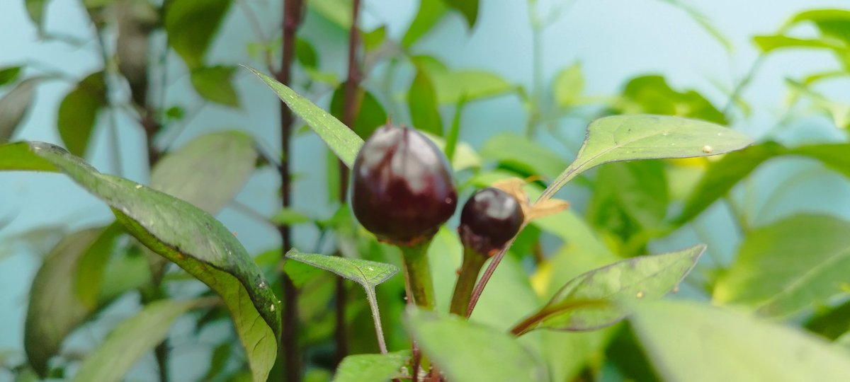 PhilRumens's tweet photo. I think it's fair to say my chillies are doing pretty well this year, including the Black Pearl I'm growing for the first time https://t.co/loF23zvIT0