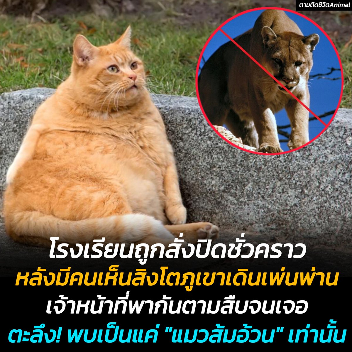 AnimalFW_TH's tweet photo. โรงเรียนประถมแห่งหนึ่งในสหรัฐฯ ถูกสั่งปิดหลังมีคนพบสิงโตภูเขาเดินเพ่นผ่านบริเวณโรงเรียน ทีมเจ้าหน้าที่ลงพื้นที่ตามหาเบาะแส ทุกคนต่างอึ้งหลังพบว่าจริงๆ แล้ว น้องเป็นแค่แมวส้มตัวอ้วน ที่กำลังออกล่าหนูแถวนั้นเฉยๆ 😹😹😹
แมวส้มอ้วน : ทำไมจะต้องมาอะบูลิจี้ว่าฉันเป็นสิงโตภูเขาด้วย 🤬
ปล.มีรูปเปรียบเทียบขนาดตัวให้ดูด้วยนะ 😹
อาณาจักรสัตว์โลก มีม&สาระ By ตามติดชีวิตAnimal
เช้าวันหนึ่งที่แสนธรรมดาของโรงเรียนประถม Groff Elementary ในเมือง Moses Lake รัฐ Washington กลับกลายเป็นวันที่ไม่ธรรมดาเอาซะเลย เมื่อจู่ๆ มีเสียงลือเสียงเล่าอ้างว่ามีสิงโตภูเขาโผล่มาใกล้โรงเรียน! เท่านั้นแหละครับ ความสงบก็หายไปในพริบตา ทางโรงเรียนก็เลยต้องรีบสั่งปิดโรงเรียนทันทีเพื่อความปลอดภัยของเด็กๆ (ก็ใครจะไปคิดว่าสิงโตภูเขาจะมาเดินเล่นแถวโรงเรียนกันล่ะครับเนี่ย)

แต่เดี๋ยวก่อน! เรื่องมันยังไม่จบแค่นั้นฮะ เพราะหลังจากที่ทุกคนหลบภัยกันอย่างอลหม่าน สิ่งที่ทุกคนคิดว่าเป็นสิงโตภูเขาสุดโหด กลับกลายเป็น... แมวอ้วนตัวหนึ่งที่กำลังฟาดหนูอย่างเอร็ดอร่อยอยู่ต่างหาก! งานนี้ทำเอาทั้งโรงเรียนงงเป็นไก่ตาแตกกันเลยทีเดียว

เรื่องราวสุดฮานี้สอนให้เรารู้ว่า ไม่ว่าจะเกิดอะไรขึ้น เราก็ต้องมีสติและเตรียมพร้อมรับมือกับทุกสถานการณ์ (ถึงแม้ว่าสถานการณ์นั้นจะเป็นแมวอ้วนกินหนูก็ตาม) แถมยังเป็นเครื่องเตือนใจว่าบางครั้งสิ่งที่เราคิดว่าเป็นเรื่องใหญ่ อาจจะกลายเป็นเรื่องขำขันก็ได้

และแน่นอนว่าเรื่องราวสุดฮาของแมวอ้วนที่ทำให้โรงเรียนต้องปิดตายนี้ จะกลายเป็นตำนานเล่าขานที่ไม่มีวันลืมของโรงเรียน Groff Elementary อย่างแน่นอน!

เรียบเรียง 🖋 แอดเพา