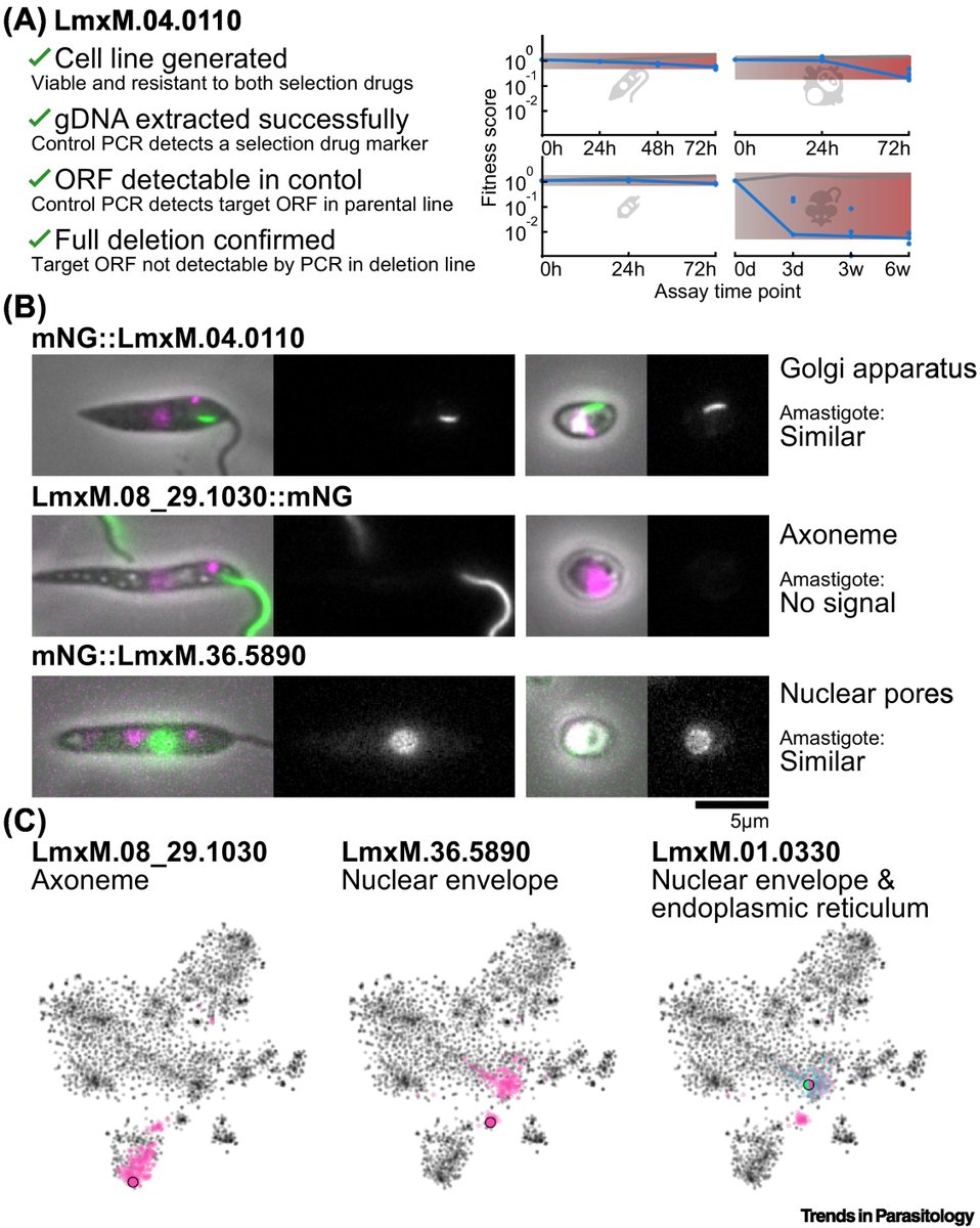 Trends in Parasitology (@trendsparasitol) on Twitter photo The #LeishGEM team introduce this #genome-wide functional annotation community resource for #Leishmania #mexicana. <a href="/LeishGEM/">LeishGEM</a> <a href="/jezielbqi/">Jeziel D. Damasceno</a> <a href="/EdenRFerreira/">Eden Ferreira</a> <a href="/Gluenzlab/">Eva Gluenz</a> <a href="/Mottram_group/">Jeremy Mottram</a> <a href="/Zephyris/">Richard Wheeler</a>
cell.com/trends/parasit… The #LeishGEM team introduce this #genome-wide functional annotation community resource for #Leishmania #mexicana. <a href="/LeishGEM/">LeishGEM</a> <a href="/jezielbqi/">Jeziel D. Damasceno</a> <a href="/EdenRFerreira/">Eden Ferreira</a> <a href="/Gluenzlab/">Eva Gluenz</a> <a href="/Mottram_group/">Jeremy Mottram</a> <a href="/Zephyris/">Richard Wheeler</a>
cell.com/trends/parasit…