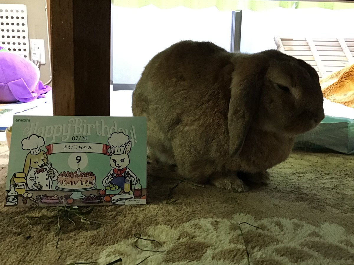 誕生日おめでとう🎁今日は病院で定期検診でした🐰ちょっと疲れてるみたいです🐇