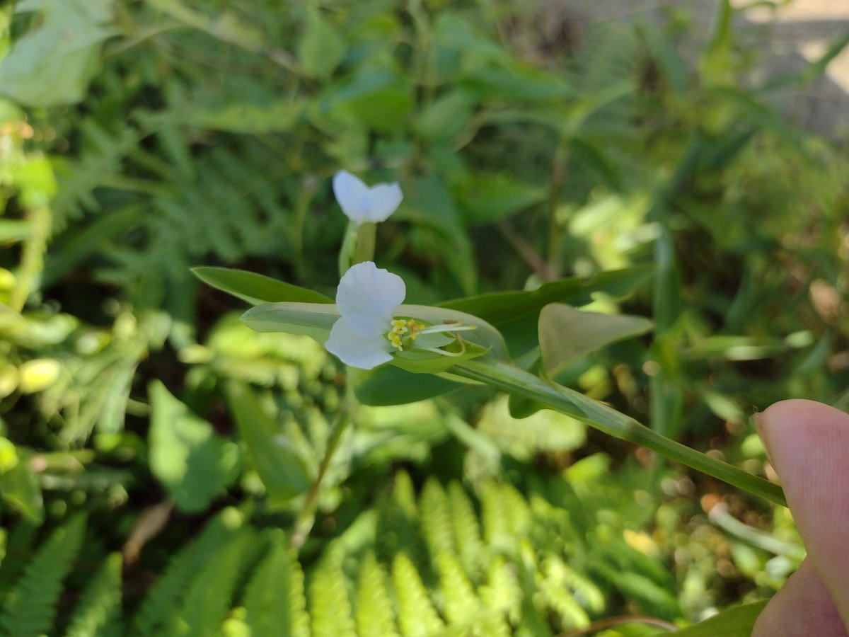 白いツユクサ
青い花の中に混ざってました