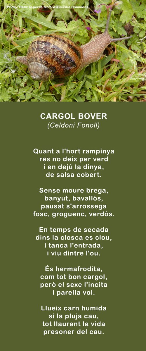 Bctuab's tweet photo. 🐌Passejar per l'hort quan la pluja cau, això sí que li agrada al nostre protagonista d'avui: el cargol bover.

En Celdoni Fonoll el pinta de rimes com ningú!

#CiènciaiPoesia #Helixaspersa @CristinaSopena1 @lauramorron @Pessics https://t.co/OcKdkqrw5D