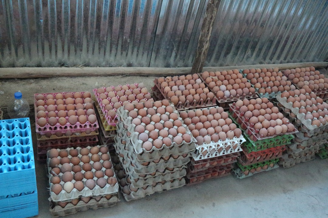 Ethiopian_ATI's tweet photo. The senior management team visited a youth entrepreneurship group supported by the ADEY program in Adama woreda, East Shewa Zone, Oromia region. The group engaged in the poultry business is showing significant progress and has started earning income by selling eggs. https://t.co/NcMgXEsHCS