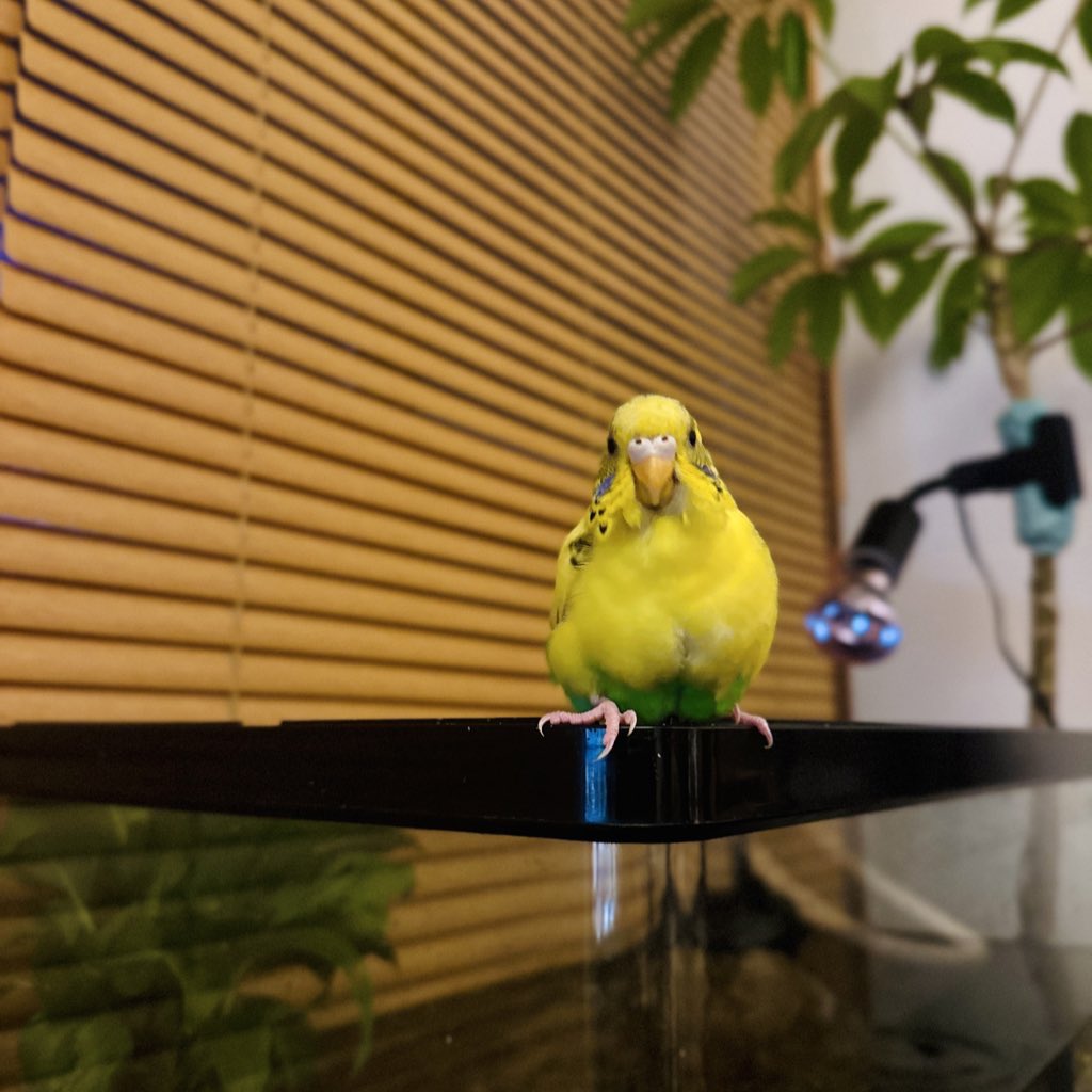 1137ma's tweet photo. 〔#拡散希望 〕
#迷子鳥 #迷子インコ #迷子セキセイインコ #セキセイインコ

本日朝7時ごろから迷子になってしまいました😭
セキセイインコの小春です。
大阪府 東大阪市 河内花園駅付近 です😭😭
目撃情報あればご連絡下さい（ ;  ; ）泣 https://t.co/r9OFE5qjVZ