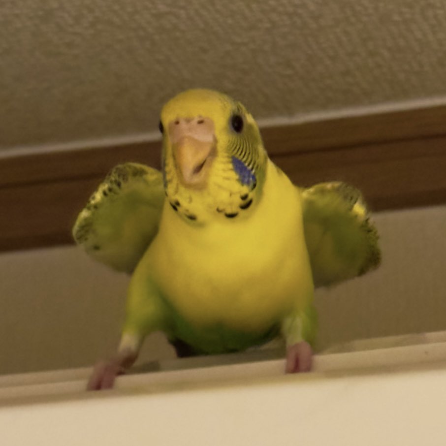 1137ma's tweet photo. 〔#拡散希望 〕
#迷子鳥 #迷子インコ #迷子セキセイインコ #セキセイインコ

本日朝7時ごろから迷子になってしまいました😭
セキセイインコの小春です。
大阪府 東大阪市 河内花園駅付近 です😭😭
目撃情報あればご連絡下さい（ ;  ; ）泣 https://t.co/r9OFE5qjVZ