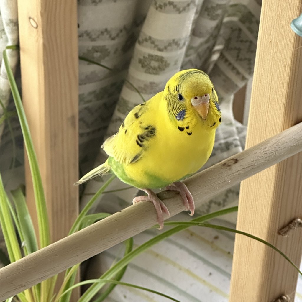 1137ma's tweet photo. 〔#拡散希望 〕
#迷子鳥 #迷子インコ #迷子セキセイインコ #セキセイインコ

本日朝7時ごろから迷子になってしまいました😭
セキセイインコの小春です。
大阪府 東大阪市 河内花園駅付近 です😭😭
目撃情報あればご連絡下さい（ ;  ; ）泣 https://t.co/r9OFE5qjVZ