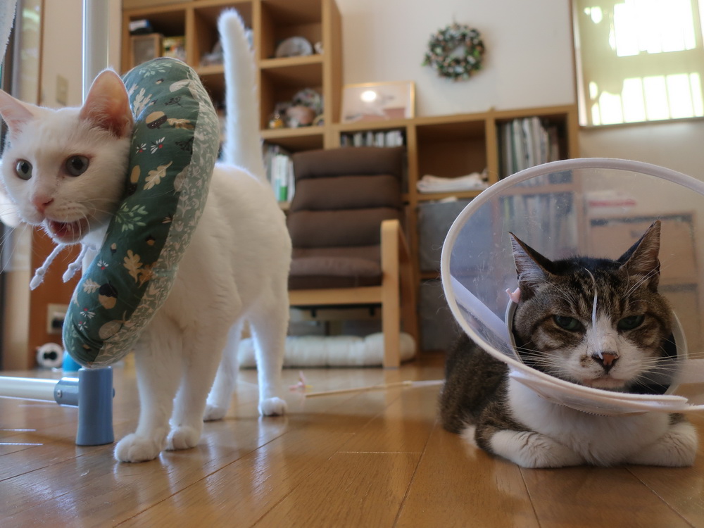ayakouchikoshi's tweet photo. そこで、抗ウイルス薬を水で溶かしたものを鼻腔カテーテルで朝晩注入することに。まだ２回投与しただけですが、ふくたの様子が明らかに変わってきました。表情が変わり、動き方が変わり、移動範囲が広がり、熱っぽさが収まってきました。２年前に父親がコロナ陽性の時に速効で効いたのと同じ薬です。 https://t.co/4AtzbZk6VV